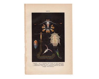 c. 1934 COPEPODS lithograph - vintage marine life print - ocean print - sea life print - lithograph marine life - aquatic crustacean