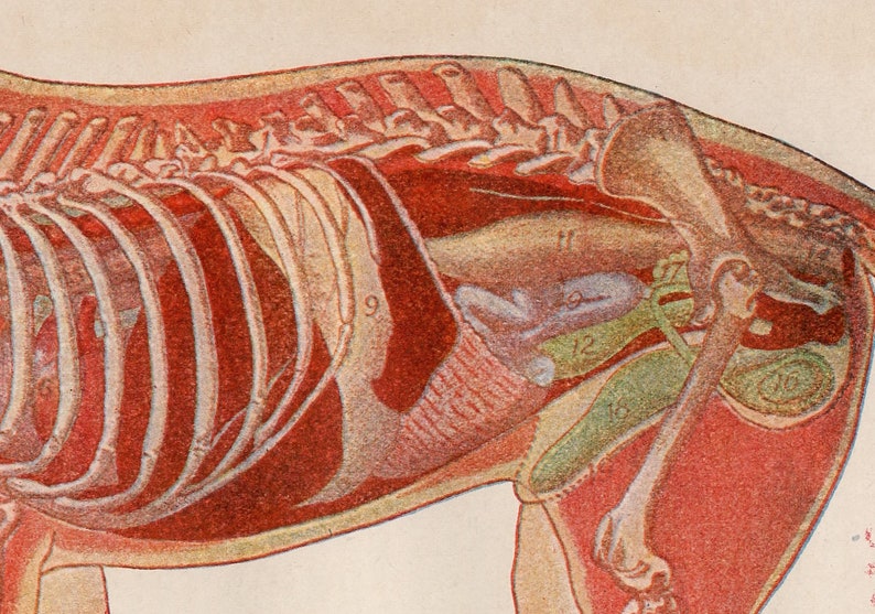 c. 1926 DOG ANATOMY lithograph original antique print animal anatomy gift for Veterinarian canine anatomy medical illustration image 2