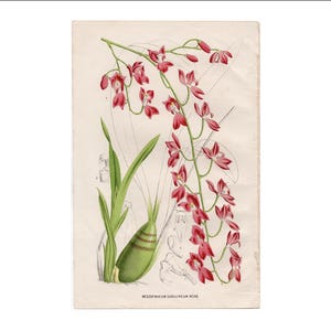 19thC ORCHID FLOWER print • original antique print • botanical print • pink flower print • MESOSPINIDIUM • 6.25 X 9.5&quot;