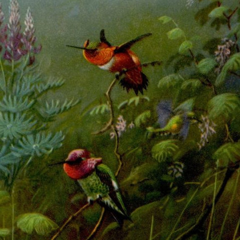 bird print c anna/'s hummingbird /& rufous hummingbird color lithograph 1934 HUMMINGBIRD PRINT original vintage print ornithology