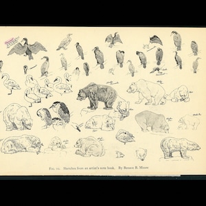 Bocetos de animales, litografía, c. 1934 - Estampado de animales antiguo - Animales del zoológico del Parque Zoológico Nacional - osos y aves