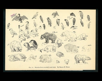 c. 1934 ANIMAL SKETCHES lithograph - vintage animal print - Zoo animal from National Zoological Park - bears & birds