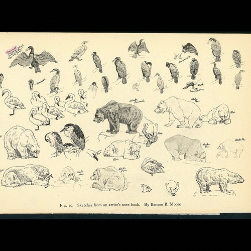 C. 1934 ANIMAL SKETCHES Lithograph Vintage Animal Print - Etsy C. 1934 ANIMAL SKETCHES Lithograph Vintage Animal Print - Etsy
