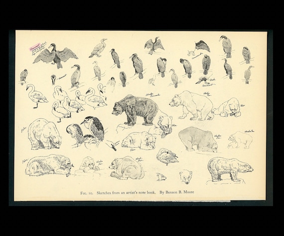 人気特価をすべて C. 1934 Print Animal Vintage - Lithograph SKETCHES ANIMAL その他
