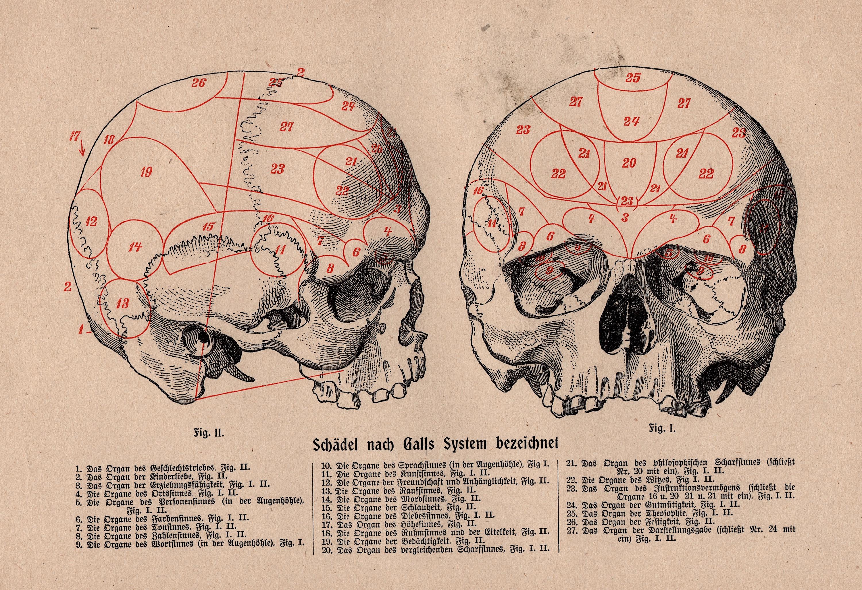 HUMAN SKULL Print C. 1900 • Original Antique Print • Antique Skeleton ...