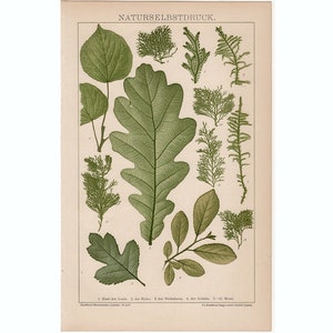 c. 1889 LEAVES PLANT LITHOGRAPH original antique botanical leaf print