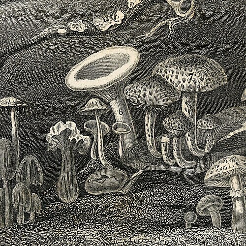 C. 1857 FUNGI & MUSHROOM plants engraving • original antique prints • forest print hotsell • landscape print • exotic scenery • mushroom foraging