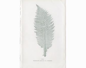 NATURE PRINTED FERN lithograph c. 1910 • original antique print • botanical print • green ferns print • fern frond print • fern print