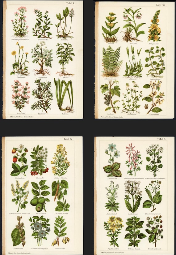 Plantes médicinales et curatives
