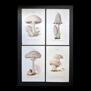 c. 1934 EDIBLE MUSHROOM lithographs • set of 4 original vintage prints • macrofungi  fungus • mushroom print • white mushroom prints
