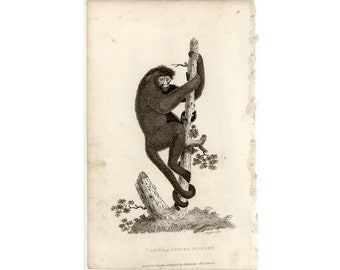 c. 1808 SPIDER MONKEY Gravur • Antiker Originaldruck • Primatendruck • Old World Monkey Druck • Südamerikanische Tierdrucke