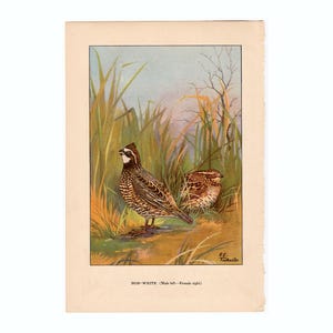 c. 1917 BOBWHITE QUAIL lithograph - original antique print • ornithology print • bird print • game bird print • Virginia quail print