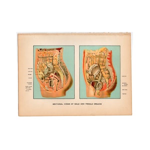 c. 1912 MALE & FEMALE ORGANS lithograph • original antique print • medical illustration • human anatomy print • sectional views of abdomen
