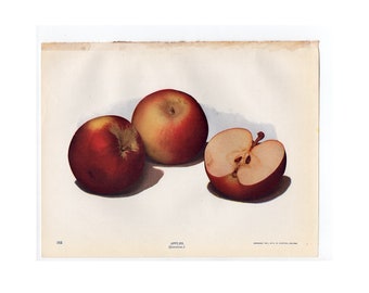 c. 1900 APPLES lithograph • original antique print • orchard print • gardening print • apple print • fruits & vegetables • food print