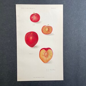 c.1911 PLUM lithograph • original antique print • antique fruit print • botanical print • USDA fruit • kitchen art- laire and moncelt plums