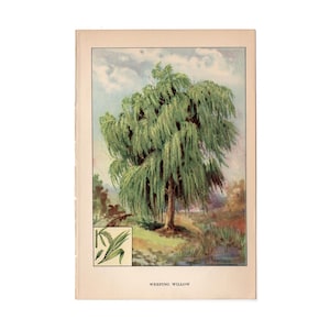 c. 1930 WEEPING WOLLOW TREE lithograph • original vintage print • tree print • plant print • botanical print • trees print