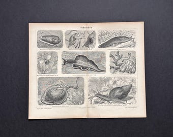 GASTROPODS lithograph c. 1875 • original antique print • marine animals • mollusk • sea life print • sea slug • nudibranch • snails print