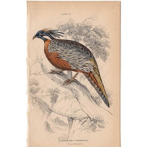 c. 1836 PUCRAS PHEASANT emgraving • Original Antique Print • hand colored • Ornithology print • Game Bird print • phasianus euplocomus