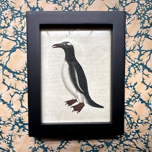 tiny! c. 1785 PENGUIN framed engraving • original antique print • antique penguin print • Antarctic bird print • ready to display