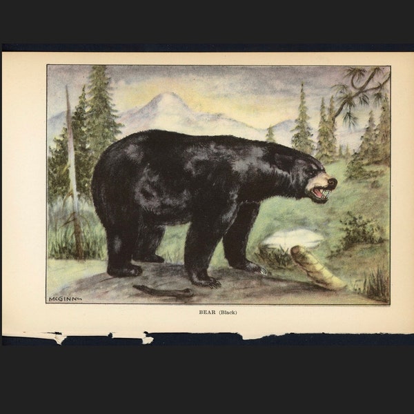 c. 1917 BLACK BEAR print • original antique print • animal print • wild animals print • Ursus americanus • hibernating animal