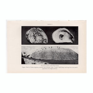 OYSTER SHELLS lithograph c. 1934 - vintage marine life print - ocean print - sea life - photo lithograph - American oyster of the East Coast