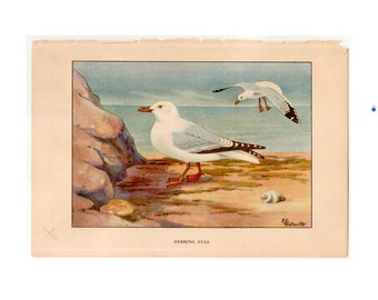 c. 1917 HERRING GULL lithograph - original antique print • ornithology print •  seabird print • sea shore bird • seagulls print