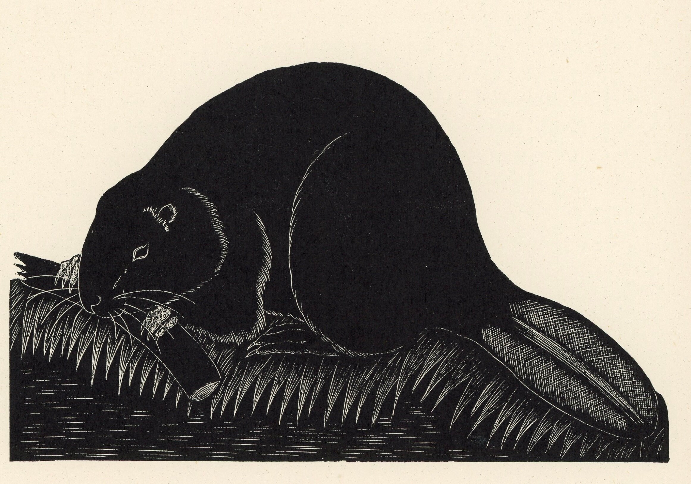 C. 1920's BEAVER Lithograph • Original Antique Print • Daglish Animal ...