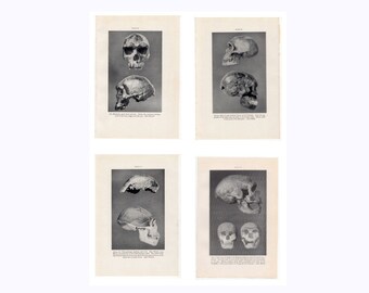 c. 1934 PREHISTORIC SKULL prints • set of 4 original vintage prints • anatomy prints • Halloween decor • human skeleton prints