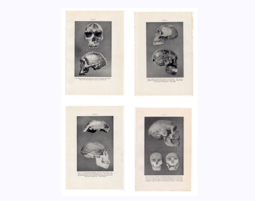 c. 1934 PREHISTORIC SKULL prints • set of 4 original vintage prints • anatomy prints • Halloween decor • human skeleton prints