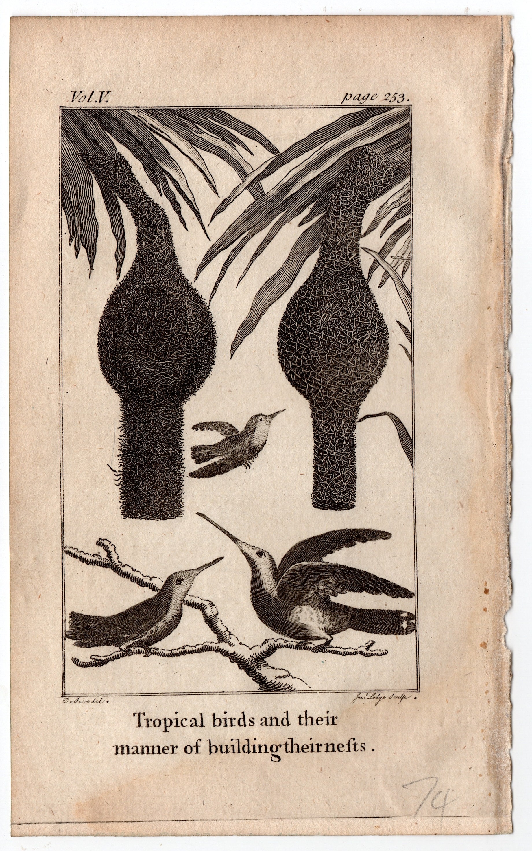 C. 1782 HUMMINGBIRD Engraving • Original Antique Print