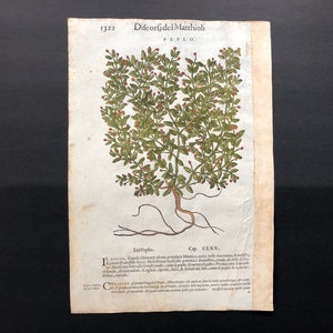 c. 1544 MATTIOLI MEDICINAL PLANT print • original antique print • 16th C medical botany print • Matthioli herbal print • Peplo • peplis
