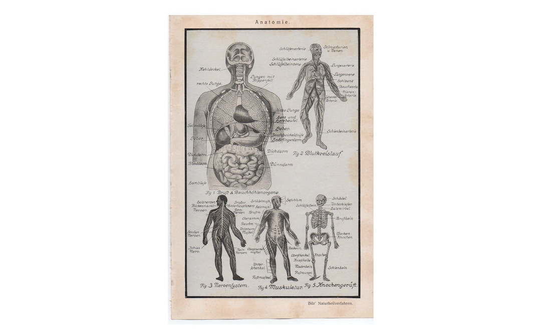 C. 1926 HUMAN ANATOMY Lithograph - Original Antique Medical Print ...