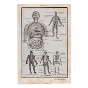 c. 1926 HUMAN ANATOMY lithograph - original antique medical print - nervous system - skeleton - muscular system - medical print for doctor