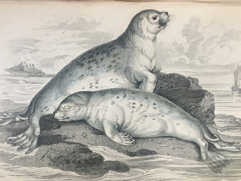 sea mammal the common seal original antique sealife print seal print