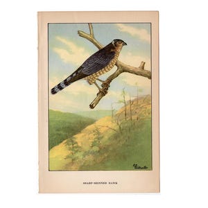 c. 1917  SHARP SHINNED HAWK print - original antique print • ornithology print • bird print • bird of prey • sharpie bird