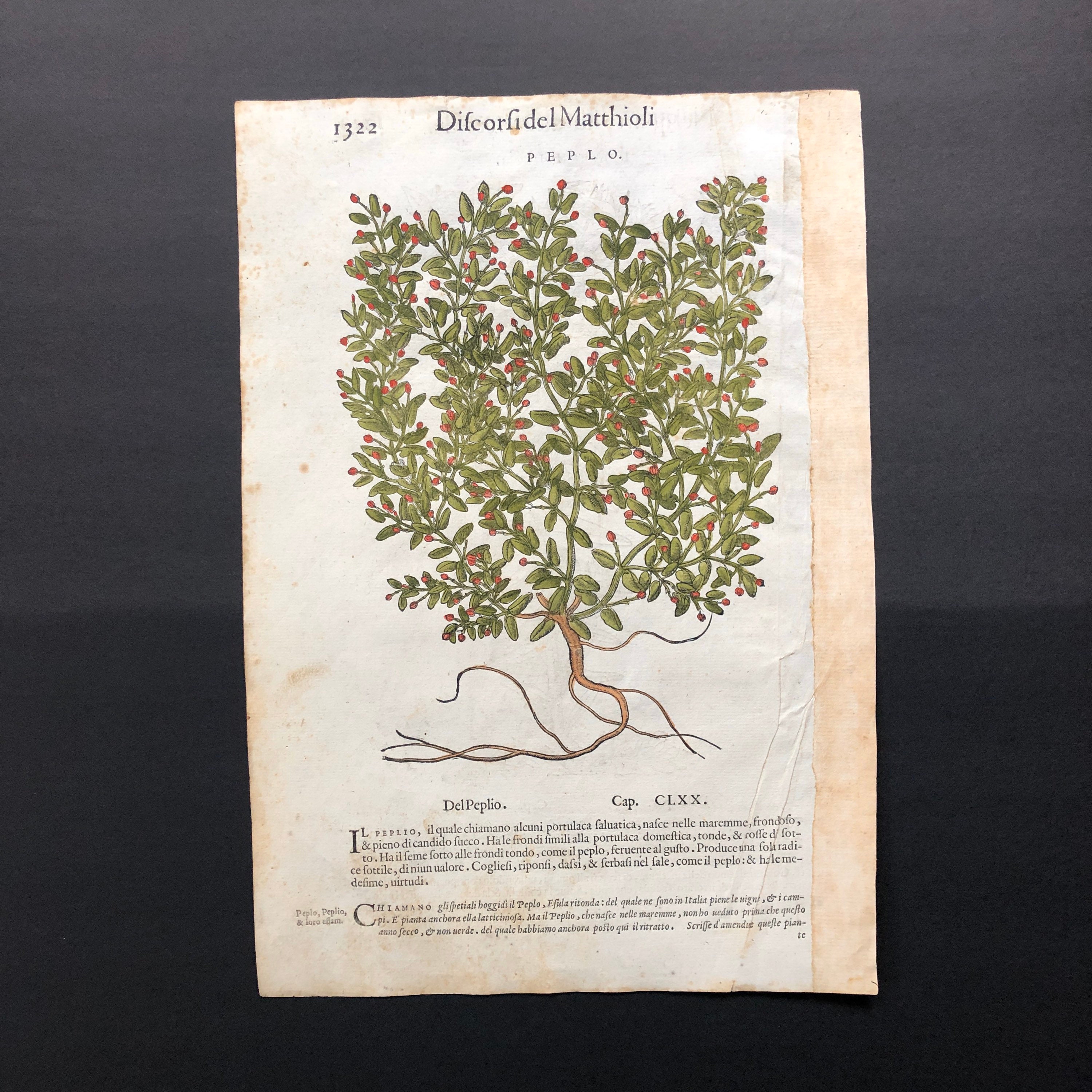 薬用植物 アンティーク版画 1544年頃 • オリジナルアンティーク版画
