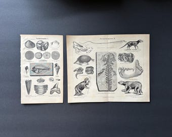 c. 1875 FOSSIL FORMATIONS prints • original antique prints • Paleo art • geology • tertiary formation Cenozoic era • set of 2