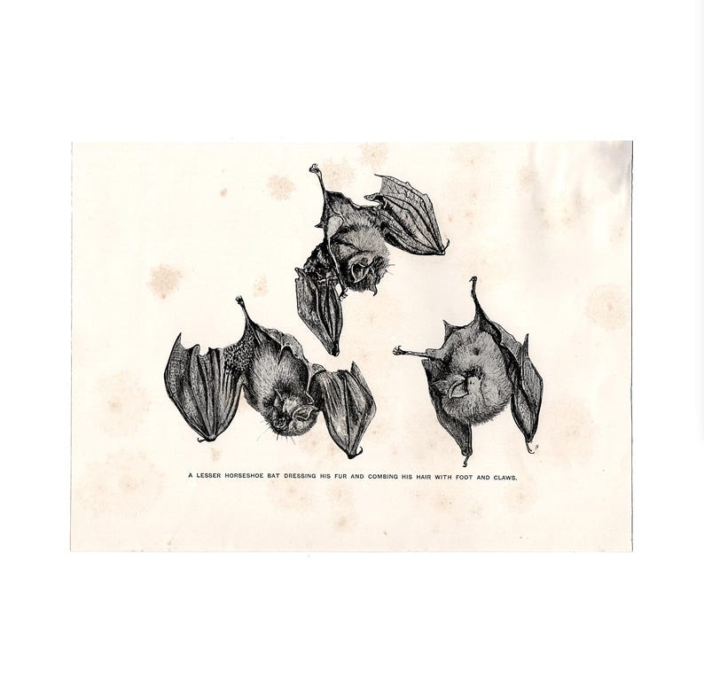 C. 1904 LESSER HORSESHOE BATS Lithograph • Original Antique Print ...