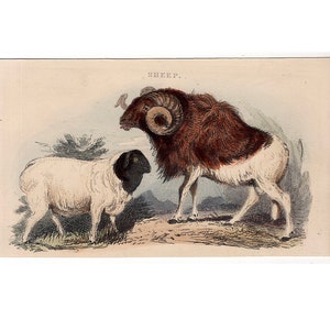c. 1854 SHEEP etching • original antique print • ruminant animal print • Persian sheep & Guinea sheep • hand colored