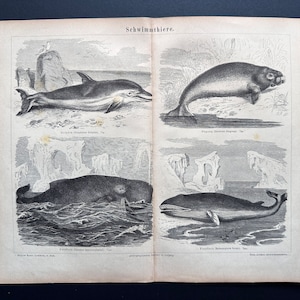 c. 1875 WHALES lithograph • original antique print • dolphin print • marine animals print • sea life print • aquatic mammals
