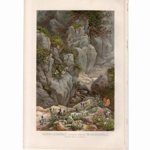 Litografía FLORES ALPINAS c. 1882 impresión botánica antigua original - impresión botánica - impresión de plantas - impresión de jardín - impresión de paisaje