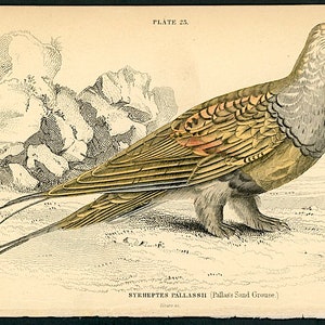 c. 1834 PALLAS SANDGROUSE engraving original antique print hand colored Jardine print game bird print Syrrhaptes paradoxus image 3