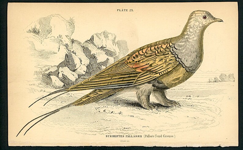 c. 1834 PALLAS SANDGROUSE engraving original antique print hand colored Jardine print game bird print Syrrhaptes paradoxus image 3