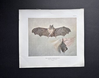 large c. 1904 LESSER HORSESHOE BATS lithograph • original antique print • Halloween decor • chiroptera • chauve souris • vampire • bat print