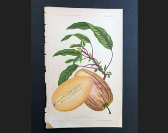 c. 1888 PEPINO lithograph • original antique print • botanical print • fruit print • sweet cucumber print • USDA agriculture • kitchen art