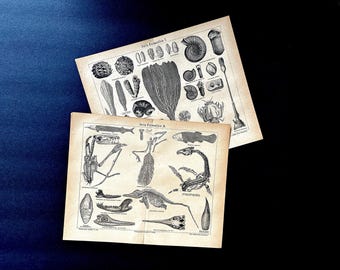 c. 1875 FORMACIONES FÓSILES grabados • grabados antiguos originales • Paleoarte • geología • vida prehistórica • período Jurásico • Mesozoico • conjunto de 2