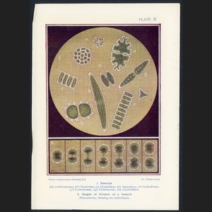 c. 1907 UNDER THE MICROSCOPE lithograph • original antique print • microscopic views • desmids • Desmidiales • green algae