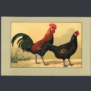 C. 1899 Litografía POULTRY • grabado antiguo original • estampado de gallinas • grabado de gallos • estampado de animales de granja • pollo doméstico •