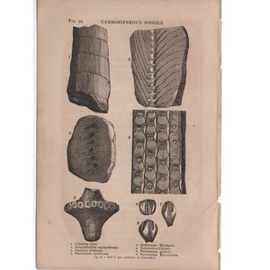 c. 1877 CARBONIFEROUS FOSSILS Druck - original antike Druck - Crinoiden Druck - Meerestier Fossil Druck - Stachelhäuter Druck