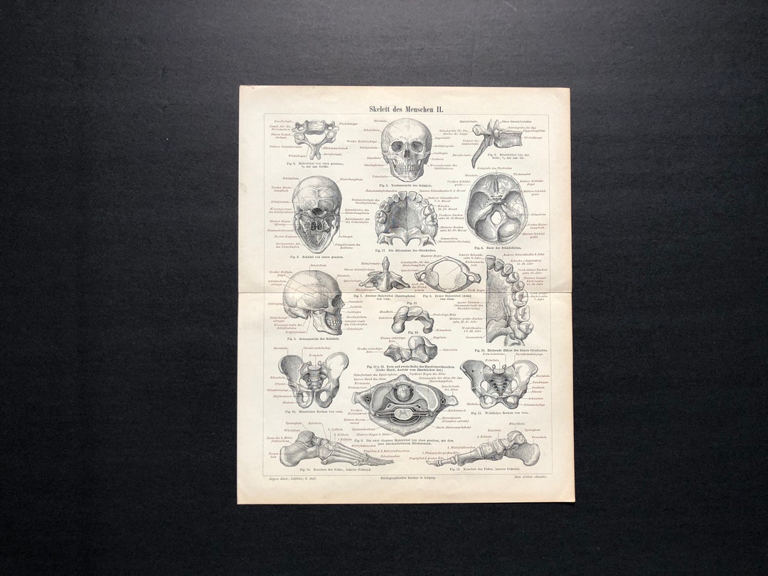 C. C. 1894 SKELETON PRINT - Antique Anatomy Print - Human Anatomy ...